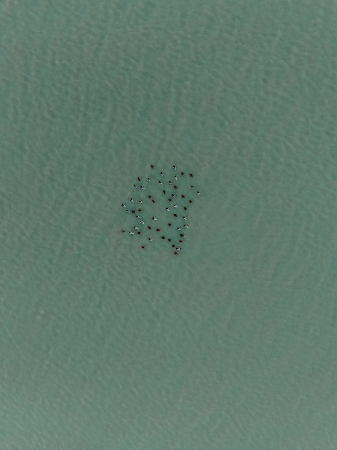 Software Application Schema: App Store Optimization