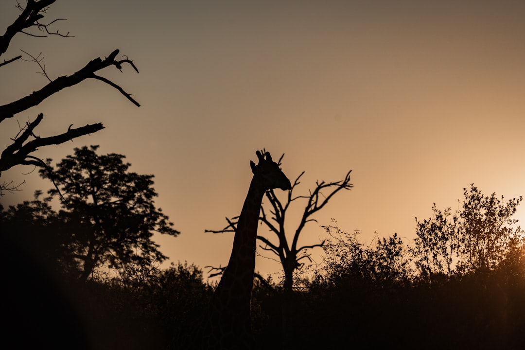 Async/Await: Promise Simplification